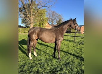 Westfaal, Merrie, 16 Jaar, Zwartbruin