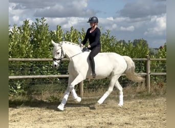 Westfaal, Merrie, 17 Jaar, 165 cm, Schimmel
