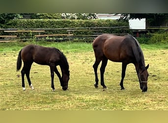 Westfaal, Merrie, 17 Jaar, 166 cm, Donkerbruin