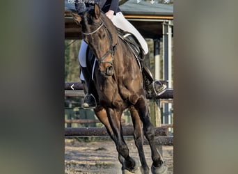 Westfaal, Merrie, 17 Jaar, 166 cm, Donkerbruin