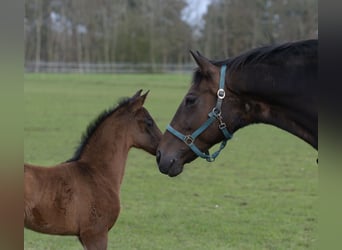 Westfaal, Merrie, 17 Jaar, 166 cm, Donkerbruin