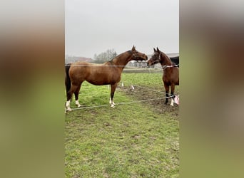 Westfaal, Merrie, 17 Jaar, 168 cm, Bruin