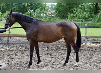 Westfaal, Merrie, 17 Jaar, 170 cm, Donkerbruin
