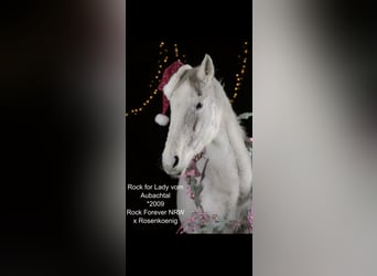 Westfaal, Merrie, 17 Jaar, 170 cm, Schimmel