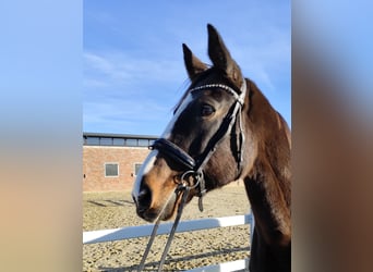 Westfaal, Merrie, 17 Jaar, 173 cm, Donkerbruin