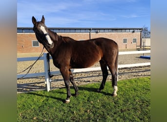 Westfaal, Merrie, 17 Jaar, 173 cm, Donkerbruin