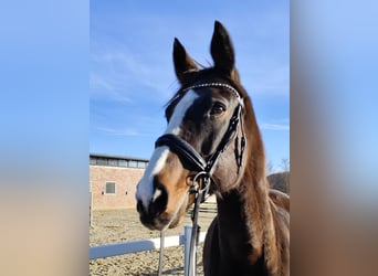 Westfaal, Merrie, 17 Jaar, 173 cm, Donkerbruin