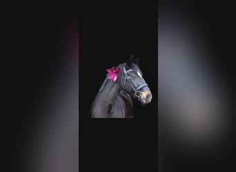 Westfaal, Merrie, 18 Jaar, 160 cm, Donkerbruin