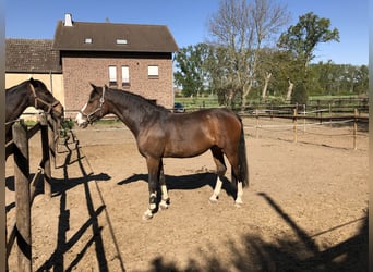Westfaal, Merrie, 18 Jaar, 164 cm, Bruin
