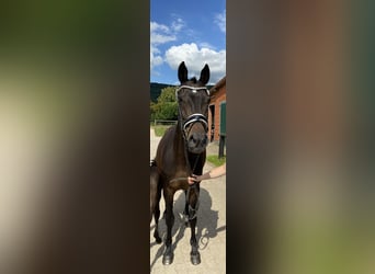 Westfaal, Merrie, 18 Jaar, 164 cm, Donkerbruin