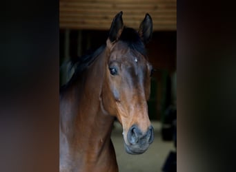 Westfaal, Merrie, 18 Jaar, 165 cm, Bruin
