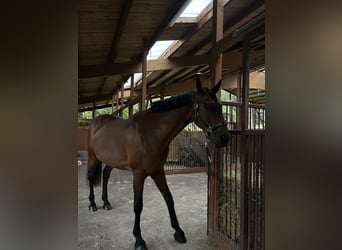 Westfaal, Merrie, 18 Jaar, 168 cm, Bruin