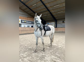 Westfaal, Merrie, 18 Jaar, 170 cm, Vliegenschimmel