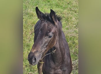 Westfaal, Merrie, 18 Jaar, 170 cm, Zwartbruin