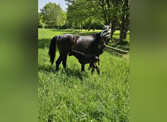 Westfaal, Merrie, 18 Jaar, 170 cm, Zwartbruin