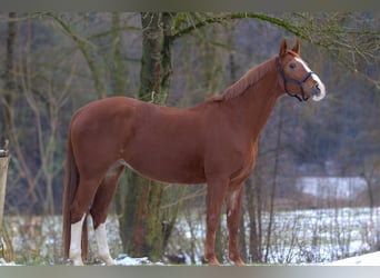 Westfaal, Merrie, 19 Jaar, 160 cm, Vos