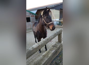 Westfaal, Merrie, 19 Jaar, 165 cm, Donkerbruin