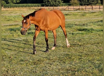 Westfaal, Merrie, 19 Jaar, 168 cm, Bruin