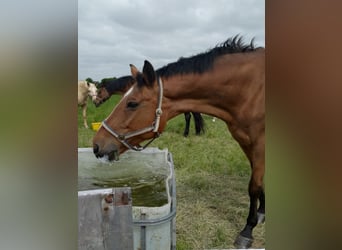 Westfaal, Merrie, 19 Jaar, 168 cm, Bruin