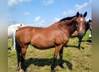 Westfaal, Merrie, 19 Jaar, 168 cm, Bruin