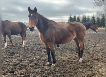 Westfaal, Merrie, 19 Jaar, 170 cm, Donkerbruin