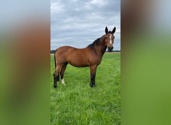 Westfaal, Merrie, 19 Jaar, 171 cm, Bruin