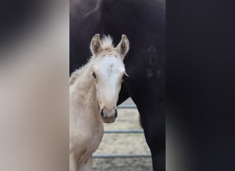 Westfaal, Merrie, 1 Jaar, 150 cm, Palomino