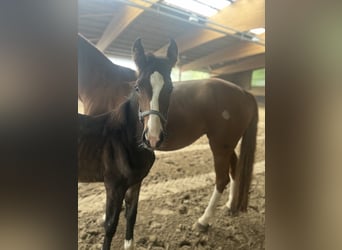 Westfaal, Merrie, 1 Jaar, 164 cm, Donkerbruin