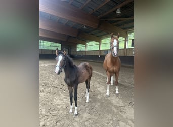 Westfaal, Merrie, 1 Jaar, 164 cm, Donkerbruin