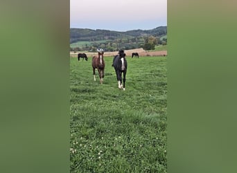 Westfaal, Merrie, 1 Jaar, 169 cm, Donkere-vos