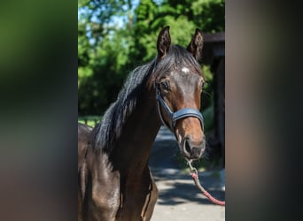 Westfaal, Merrie, 1 Jaar, 170 cm, Donkerbruin