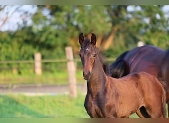 Westfaal, Merrie, 1 Jaar, 170 cm, Donkerbruin