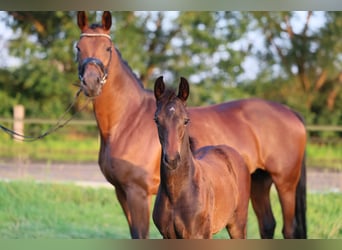 Westfaal, Merrie, 1 Jaar, 170 cm, Donkerbruin