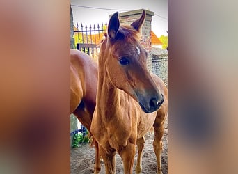 Westfaal, Merrie, 1 Jaar, 170 cm, Vos