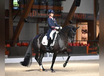 Westfaal, Merrie, 1 Jaar, 170 cm, Vos