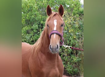 Westfaal, Merrie, 1 Jaar, 170 cm, Vos