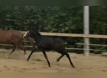 Westfaal, Merrie, 1 Jaar, 175 cm, Zwartbruin