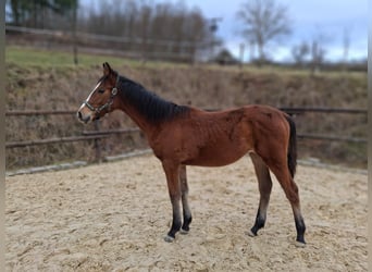 Westfaal, Merrie, 1 Jaar, Bruin