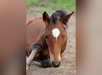 Westfaal, Merrie, 1 Jaar, Bruin