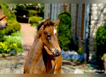 Westfaal, Merrie, 1 Jaar, Donkerbruin