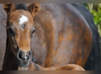 Westfaal, Merrie, 1 Jaar, Donkerbruin