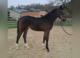 Westfaal, Merrie, 1 Jaar, Donkerbruin