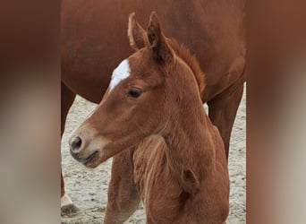 Westfaal, Merrie, 1 Jaar, Donkere-vos