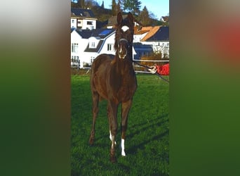 Westfaal, Merrie, 1 Jaar, Donkere-vos