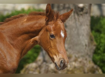 Westfaal, Merrie, 1 Jaar, Donkere-vos