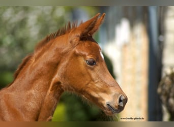 Westfaal, Merrie, 1 Jaar, Donkere-vos