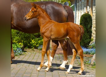 Westfaal, Merrie, 1 Jaar, Donkere-vos