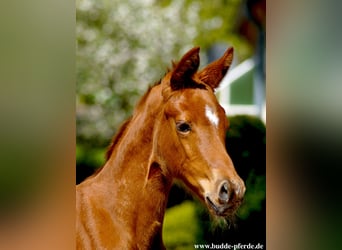 Westfaal, Merrie, 1 Jaar, Donkere-vos