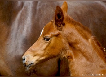 Westfaal, Merrie, 1 Jaar, Donkere-vos