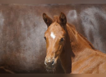 Westfaal, Merrie, 1 Jaar, Donkere-vos